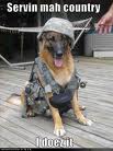 army-dog-1
